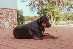 Dia do Animal de Estimação: Na Quinta Ponte da Capinha todos são bem-vindos!