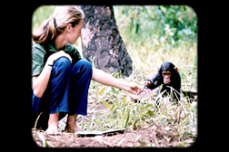 Canal Odisseia estreia "Jane Goodall: A esperança para os chimpanzés"