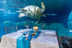Jantar mágico de São Valentim no universo subaquático do SEA LIFE Porto - Dia 14 de fevereiro, às 19h30