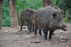 Javali é o animal do mês de Fevereiro no Parque Biológico da Serra da Lousã