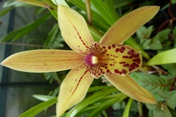 “À descoberta das orquídeas” no Museu do Oriente