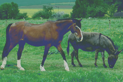 Os cavalos e os burros