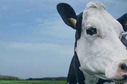 Vaca