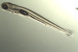 Aquário Vasco da Gama ajuda na repovoação de espécies na fauna portuguesa