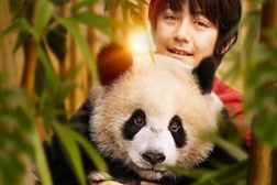 Moon o Panda - Estreia 14 de Agosto