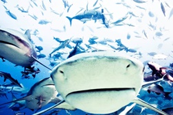 Odisseia exibe os mais importantes santuários submarinos do mundo