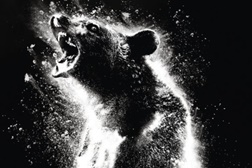 O Urso do Pó Branco