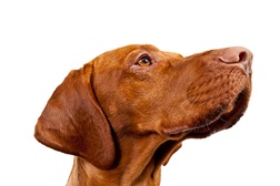 Arruda dos Vinhos recebe 1.ª exposição canina especializada de cães de caça e de raças portuguesas