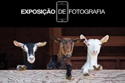 Escola do Turismo do Porto organiza exposição solidária para doar animais às vitimas dos incêndios