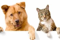 "Amar é Cuidar" - Campanha de sensibilização para o bem-estar animal