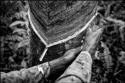 PIRELLI propõe uma viagem para divulgar borracha natural - Em imagens da Tailândia e Indonésia