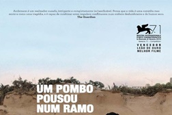 Um Pombo Pousou Num Ramo a Reflectir na Existência