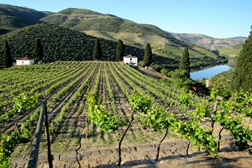 Prats & Symington apresenta vinho Chryseia 2015