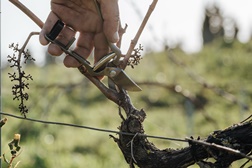 Quinta do Sampayo lança roteiro único no país “Poda & Prova”