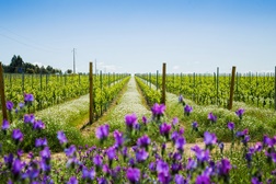 Alentejo entre os melhores destinos vínicos do mundo, de acordo com o Vivino - Distinção feita com base na análise de 200 referências