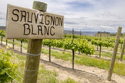 Sauvignon Blanc – Novo ou Velho Mundo? - Em prova na Wine o’Clock de Matosinhos – Sexta, dia 10 de Abril pelas 18:30
