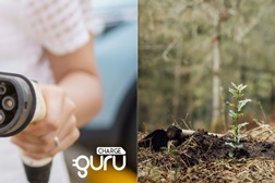 ChargeGuru vai contribuir para a reflorestação do Alentejo - Por cada instalação realizada, uma árvore plantada 