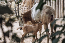 De “Extinto na Natureza” para “Em Perigo” - Jardim Zoológico dá vida à Natureza
