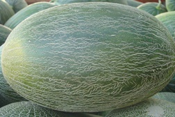 Melão "Manuel António" inscrito no catálogo nacional de variedades