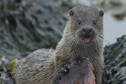“As Lontras das Ilhas Shetland”