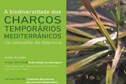 Visitas temáticas sobre a biodiversidade dos charcos temporários de Odemira