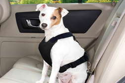 Amigos de quatro patas: Dicas para uma viagem de carro segura e confortável