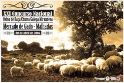 XXI Concurso Nacional do Ovino de Raça Churra Galega Mirandesa