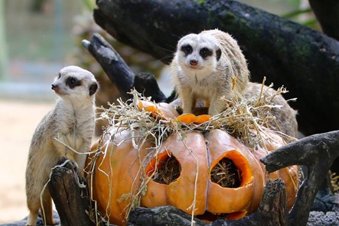 Este Halloween, há um habitat assombrado à espera de ser descoberto no Jardim Zoológico - Parecem arrepiantes, mas são fascinantes