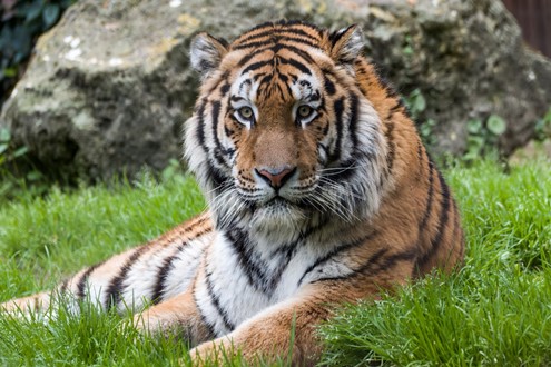 Jardim Zoológico dá boas-vindas a dois novos Tigres-da-Sibéria - O jovem casal integra o programa internacional de conservação