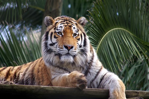 Neste Carnaval, o Jardim Zoológico mascara-se de cor e animação - Um dia cheio de descobertas são as propostas do Zoo para celebrar o Carnaval em família