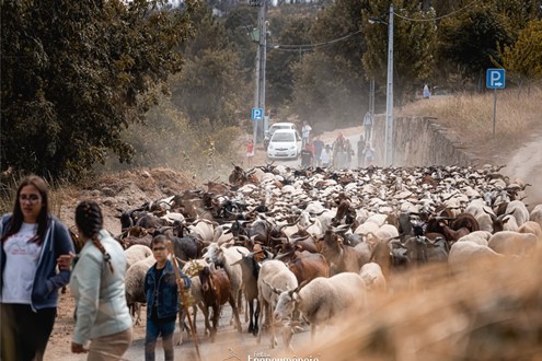 "Festa da Transumância" está de volta a Fernão Joanes - Tradição pastoril, gastronomia e cultura popular marcam programação a 12 e 13 de setembro