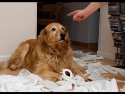 Os animais sabem mesmo como mostrar arrependimento