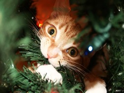 O Natal da Perspectiva dos Gatos