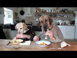 Dois cães a almoçar num restaurante