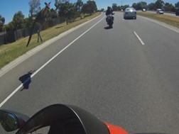 Canguru salta por cima de um motociclista