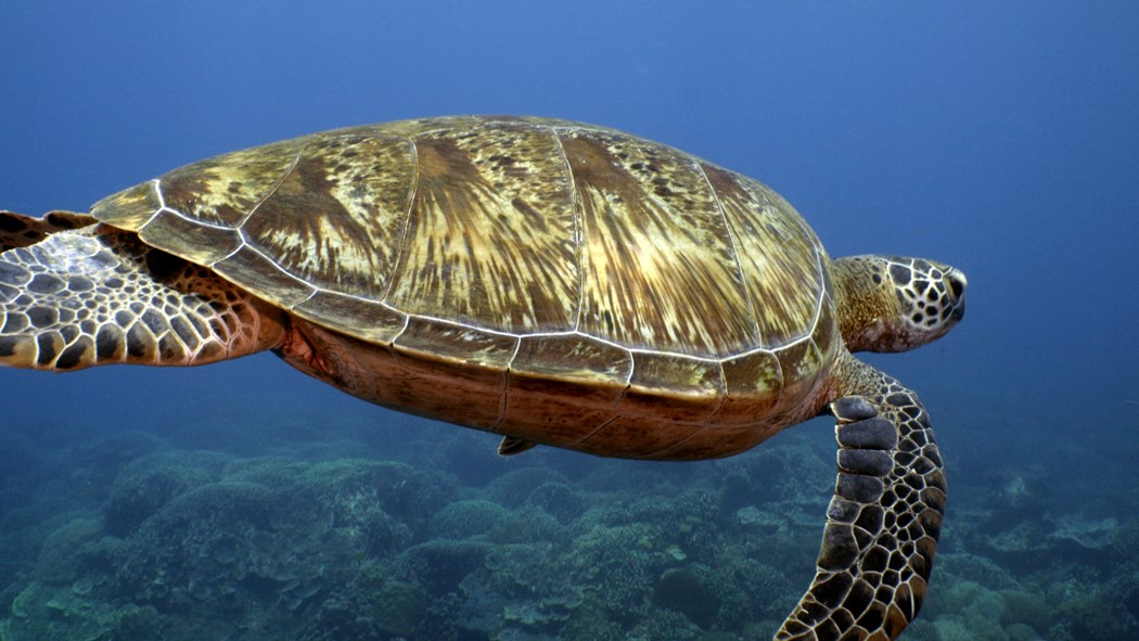 “Oceano Selvagem”