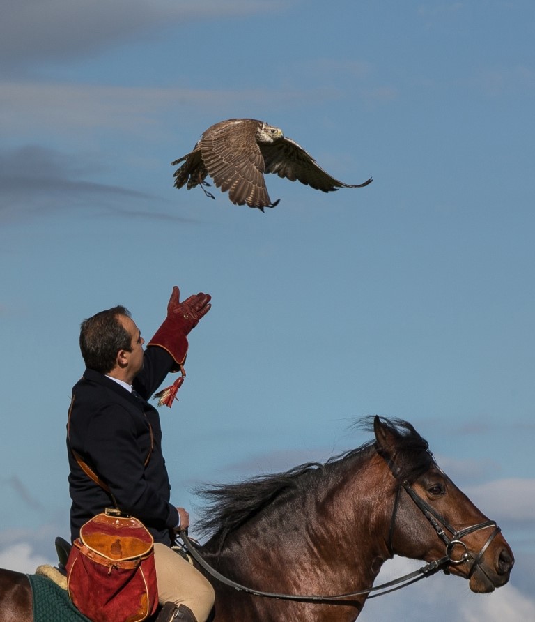 Carlos Crespo, Cavalo Alter-Real e Falcão Sacre ©Ana Escoval