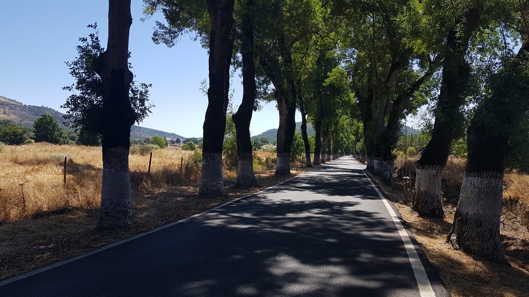 A estrada onde as árvores estão de cuecas