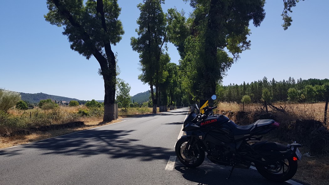 onde as árvores estão de cuecas