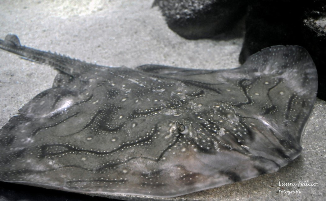 Raia undulata