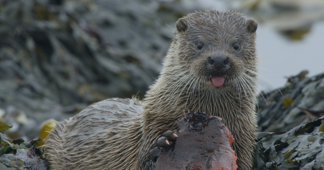 “As Lontras das Ilhas Shetland”