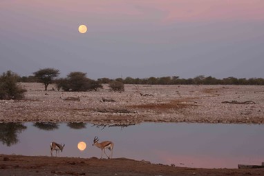 "Um Dia Na Terra" - Etosha / © Gonçalo Cadilhe