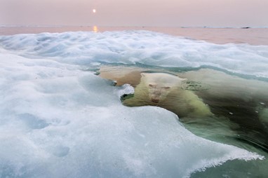 Foto Vencedora do Grande Prémio e Natureza | «The Ice Bear», Paul Sonders | National Geographic Photo Contest 2013