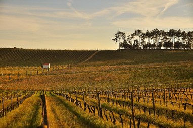 2.º Miguel Ferreira - Bairrada no Outono