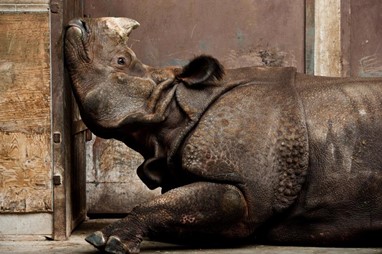 Menção honrosa Natureza | «Indian Rhino, CAnadian Winter», Stephen De Lisle | National Geographic Photo Contest 2013