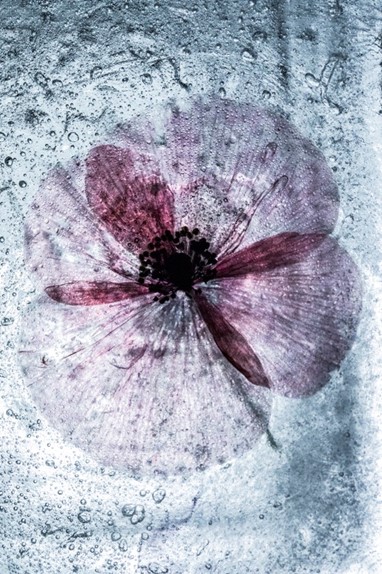 ©Inês Garcia - Da série (De)gelo