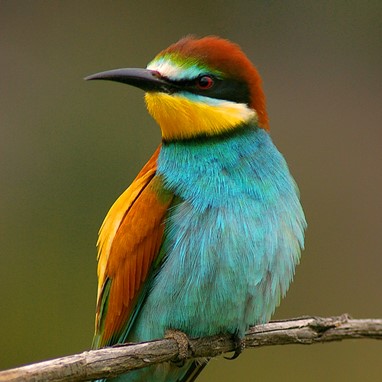 Abelharuco (Merops apiaster)