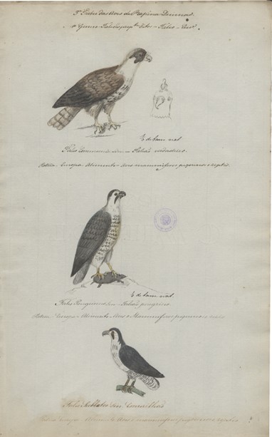 Desenho aguarelado de três aves de rapina diurnas D. Pedro V e D. Luís, c. 1849-1850 Aguarela, grafite, papel 37x23cm Museu Nacional de História Natural e da Ciência Universidade de Lisboa, PT/MUL/RMN/TC/02/0008 © MUL-Museu Nacional de História Natural e da Ciência