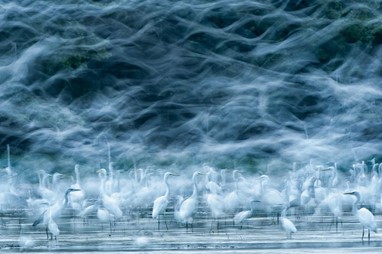Menção honrosa Natureza | «Flying Egrets», Réka Zsirmon | National Geographic Photo Contest 2013