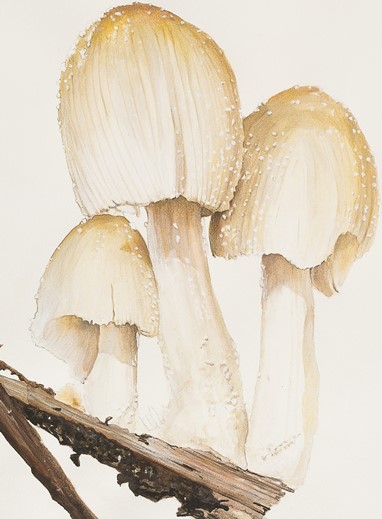 Coprinellus micaceus - Watercolor on paper (2019)  Sofia Arez